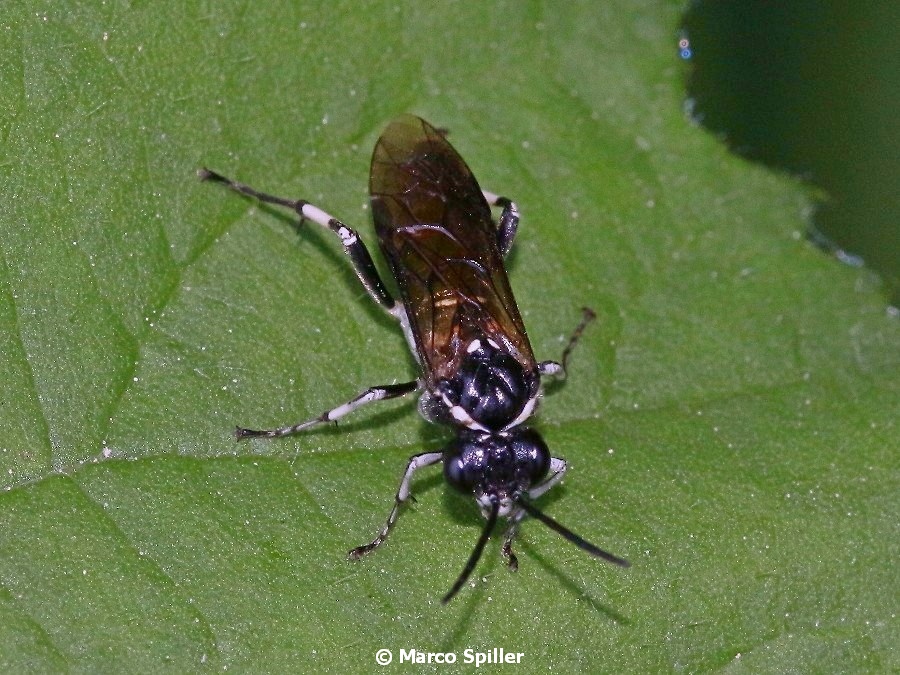 Da determinare: Macrophya sp. (Tenthredinidae)